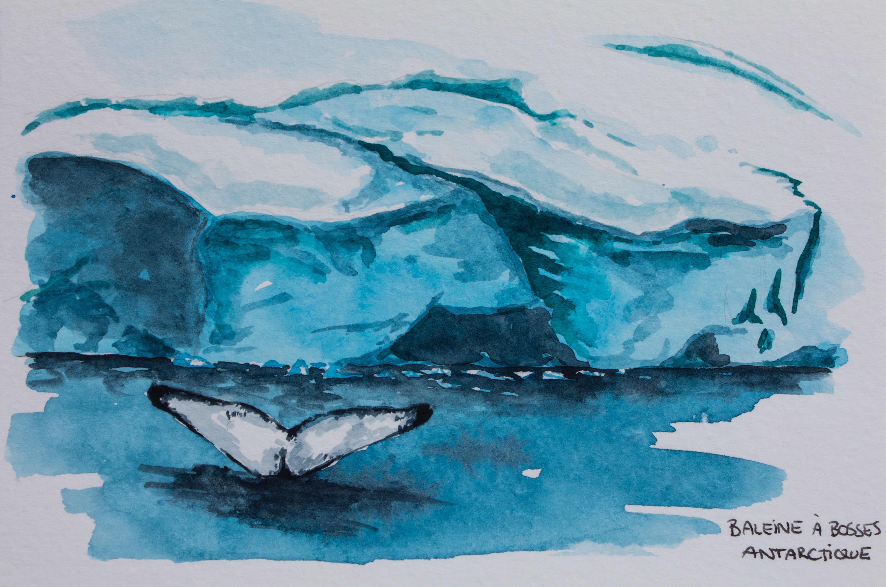 L'Antarctique sur Venus MQ-159